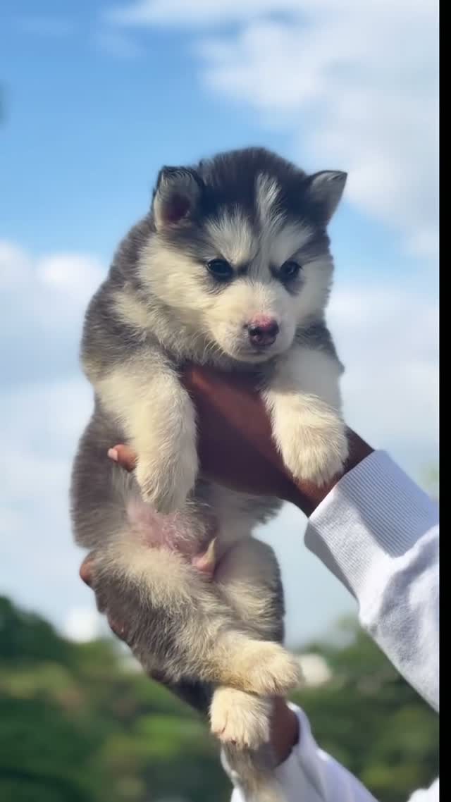 Siberian Husky Puppy | Black & White Color, farm video