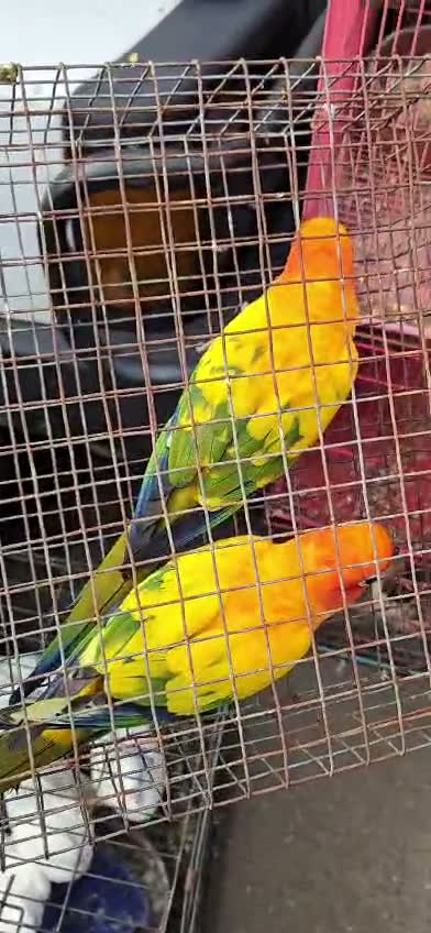 Sun Conure, farm video