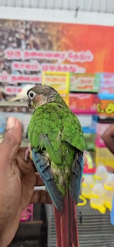 Emma Conure, farm video