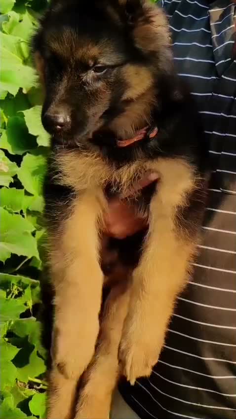 German Shepherd Puppy, farm video