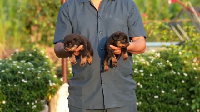 Rottweiler Puppy, farm video