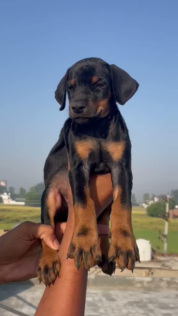 Doberman Pinscher Puppy, farm video