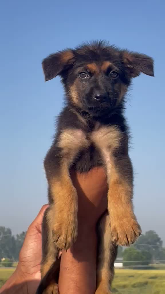 German Shepherd Puppy, farm video