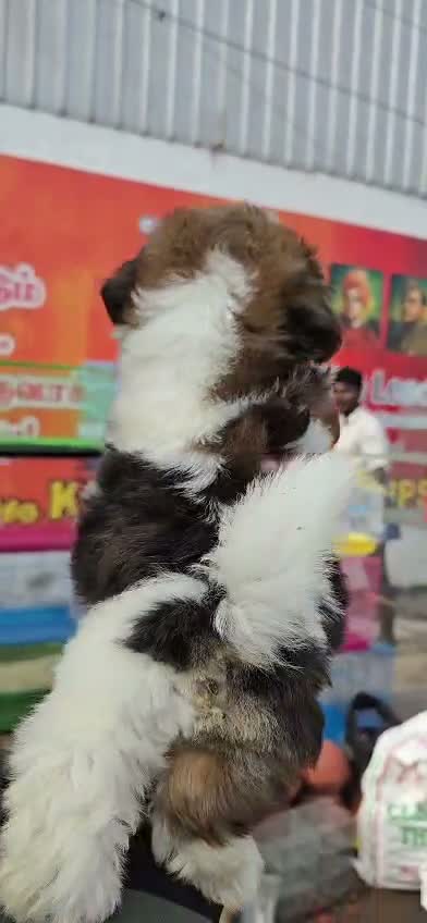Shih Tzu | Black Color, farm video