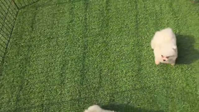Pomeranian Puppy, farm video