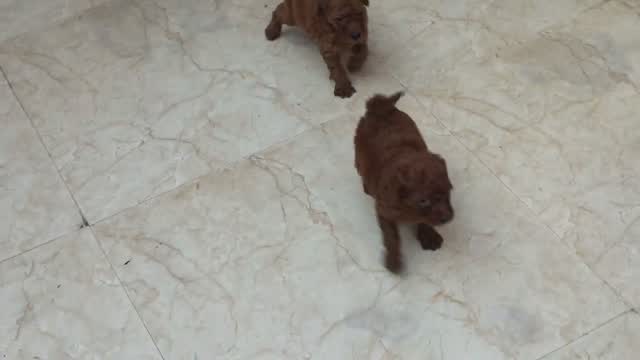 Toy Poodle Puppy, farm video