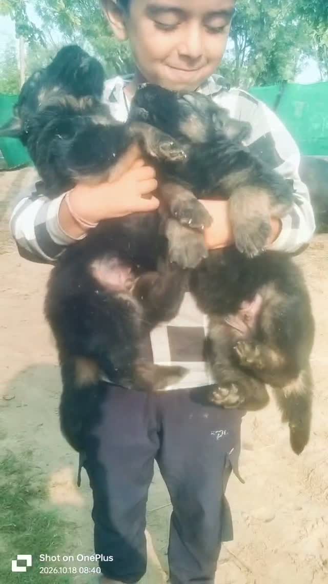 Dachshund Puppy | Brown, farm video