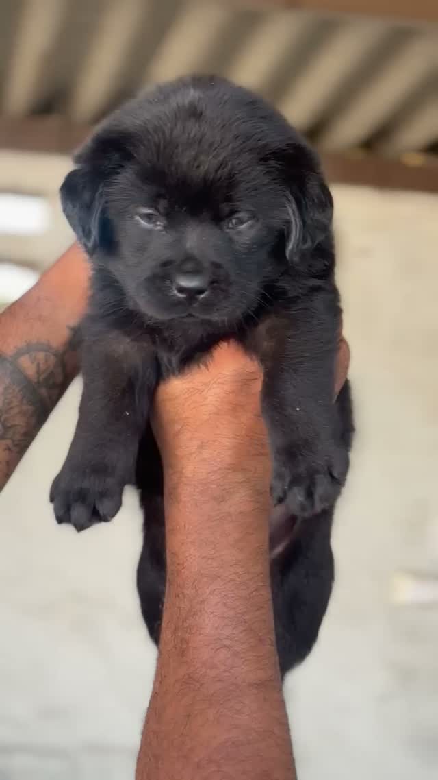 Beagle Black & Tan Puppy, farm video