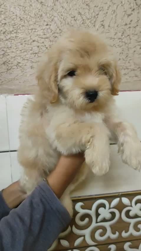 Maltipoo Puppy, farm video