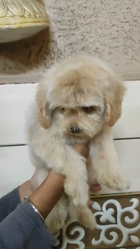 Maltipoo Puppy, farm video