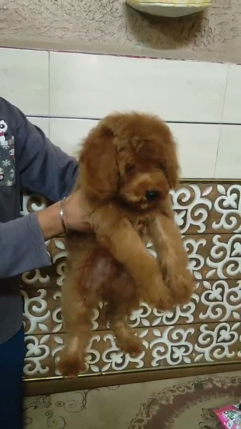 Toy Poodle Puppy, farm video