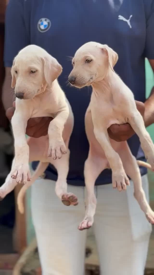 Dachshund Puppy | Brown, farm video