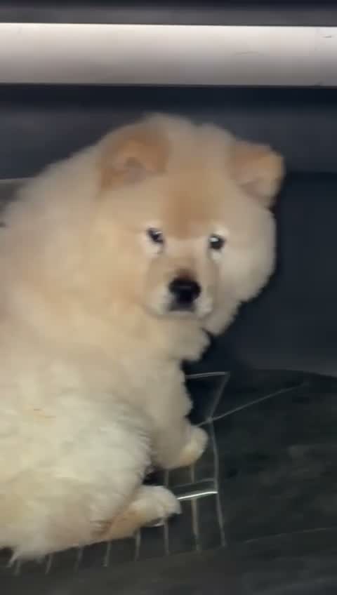 Chow Chow Puppies, farm video