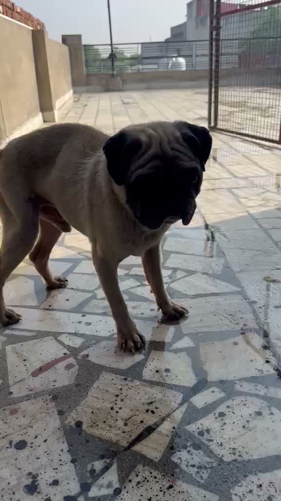Pug Puppy, farm video
