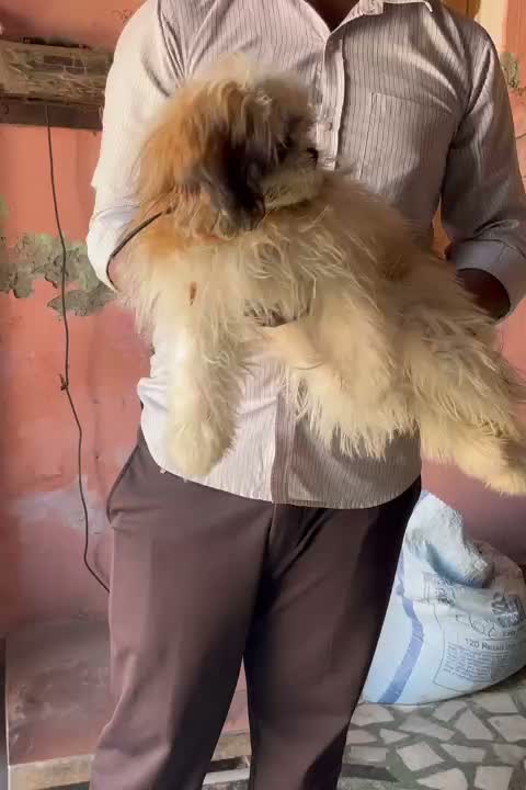 Shih Tzu | Black Color, farm video