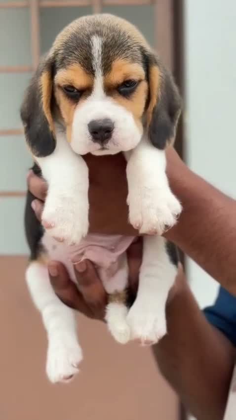 Beagle Black & Tan Puppy, farm video