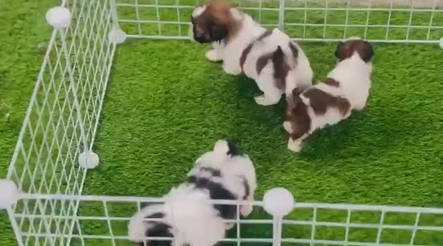 Shih Tzu | Black Color, farm video