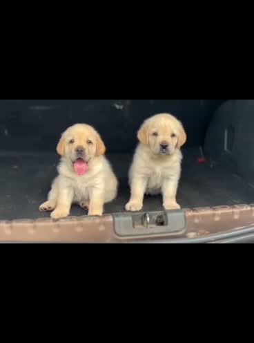 Beagle Black & Tan Puppy, farm video
