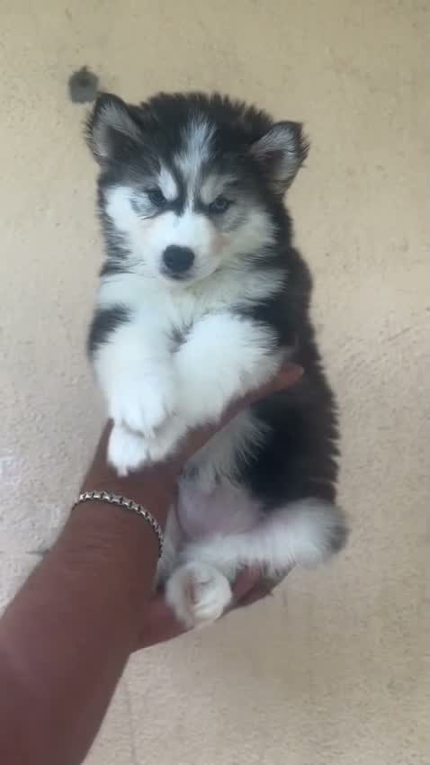 Siberian Husky Puppy | Black & White Color, farm video