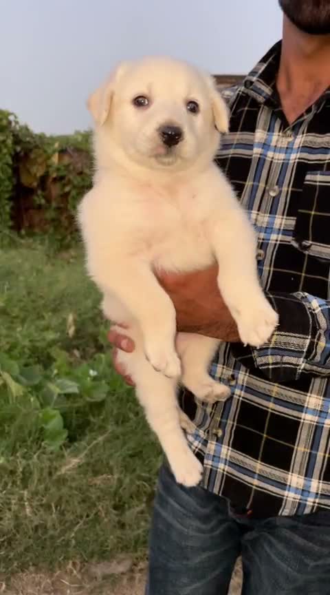 Pomeranian Puppy, farm video