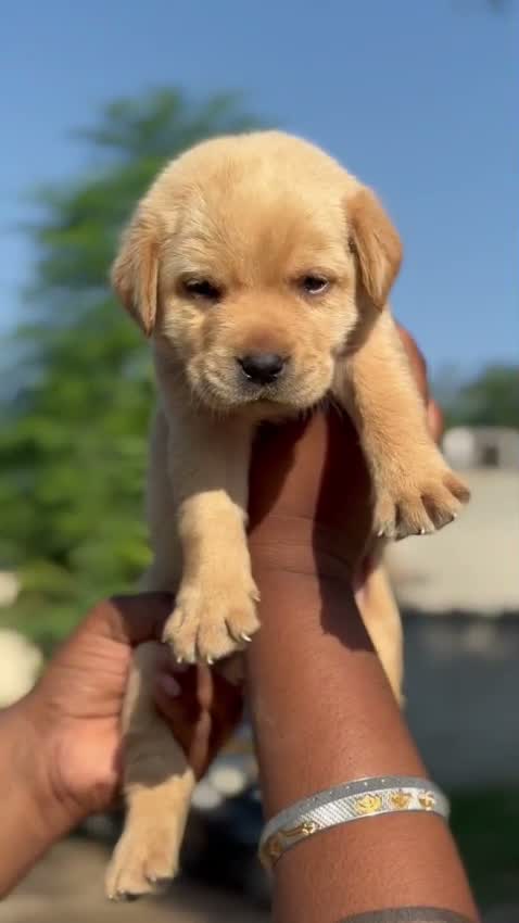 Beagle Black & Tan Puppy, farm video