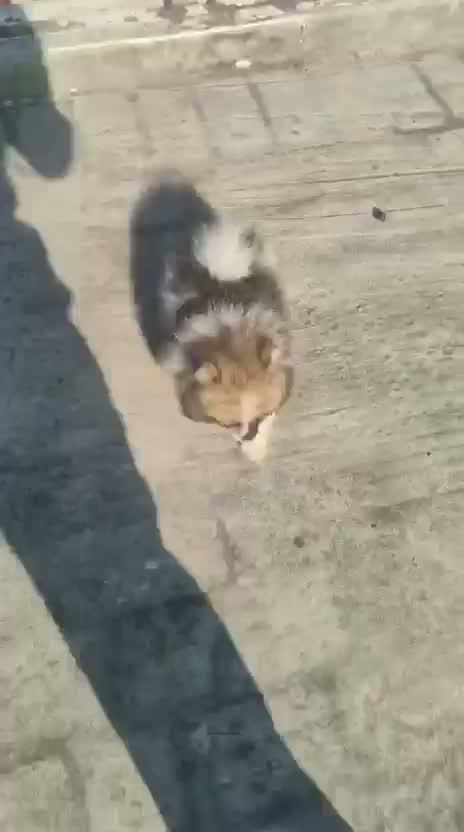 Pomeranian Puppy, farm video