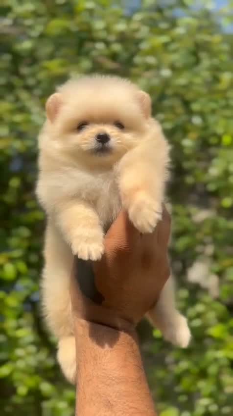 Pomeranian Puppy, farm video