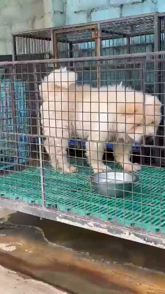Chow Chow Puppies, farm video