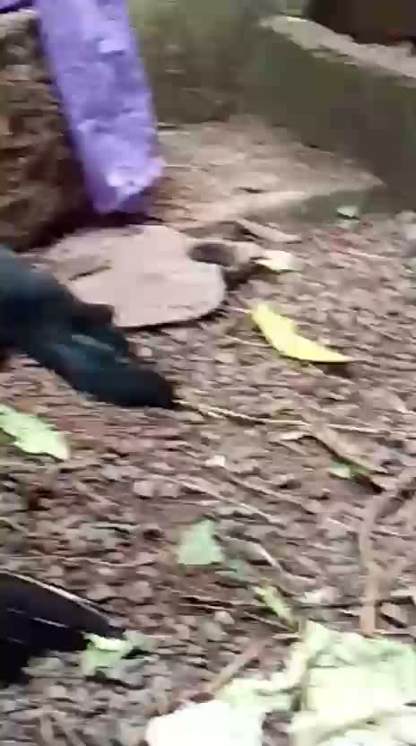 Rottweiler Puppy, farm video