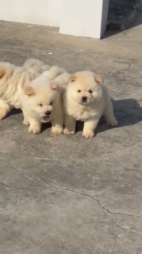 Chow Chow Puppies, farm video