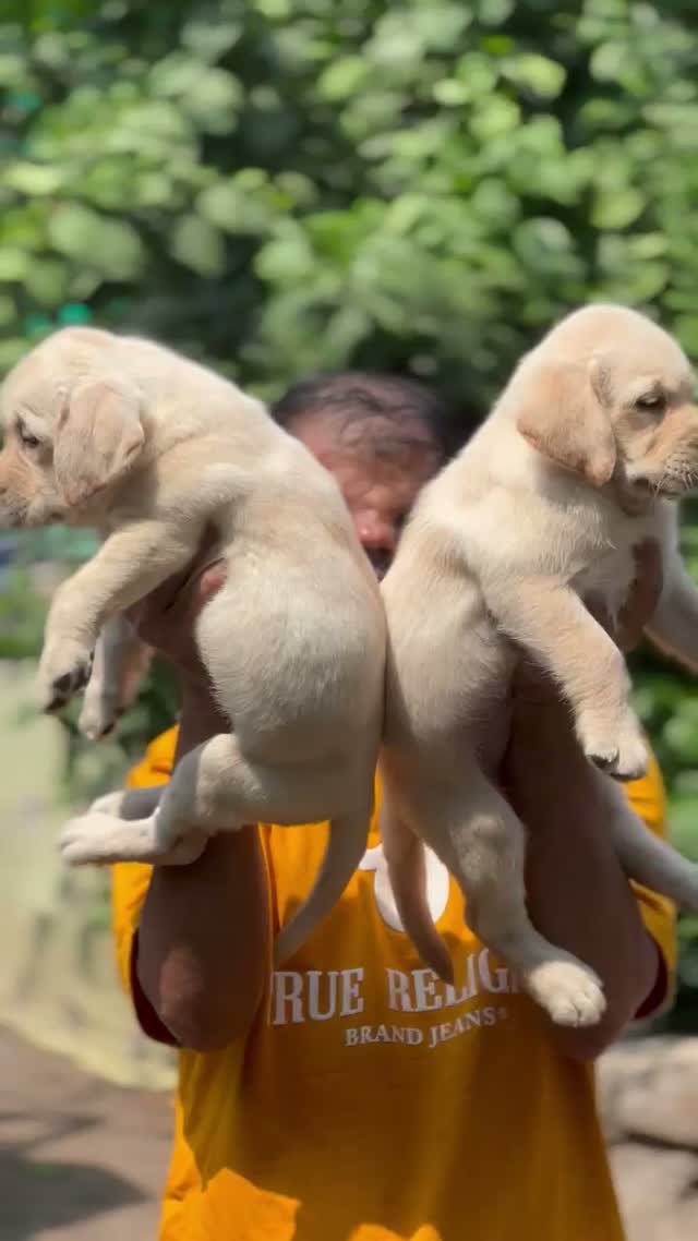 Beagle Black & Tan Puppy, farm video