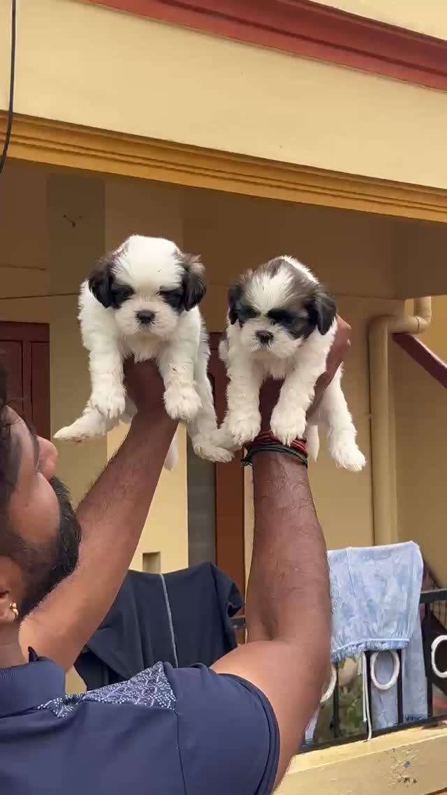 Shih Tzu | Black Color, farm video