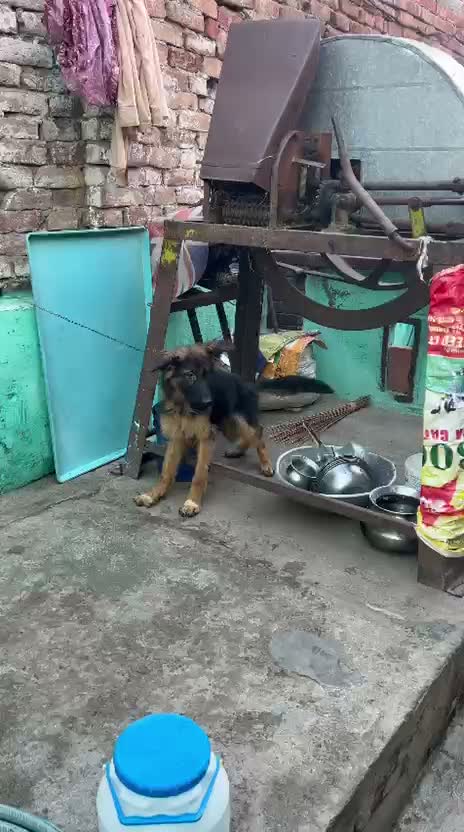 German Shepherd Puppy, farm video