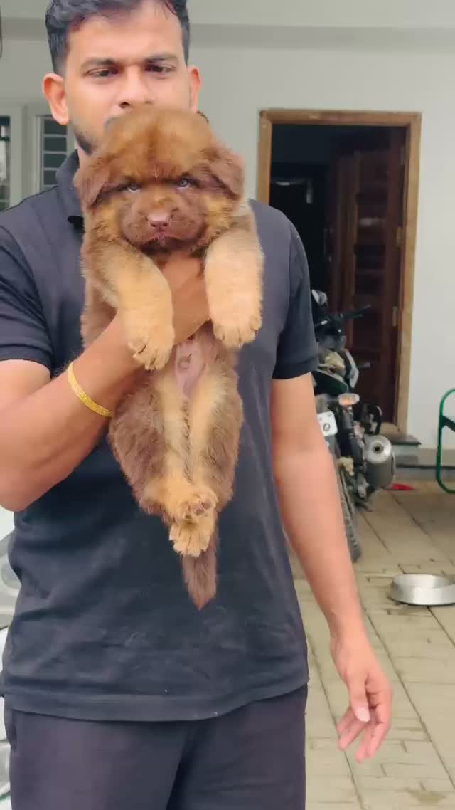 German Shepherd Puppy, farm video