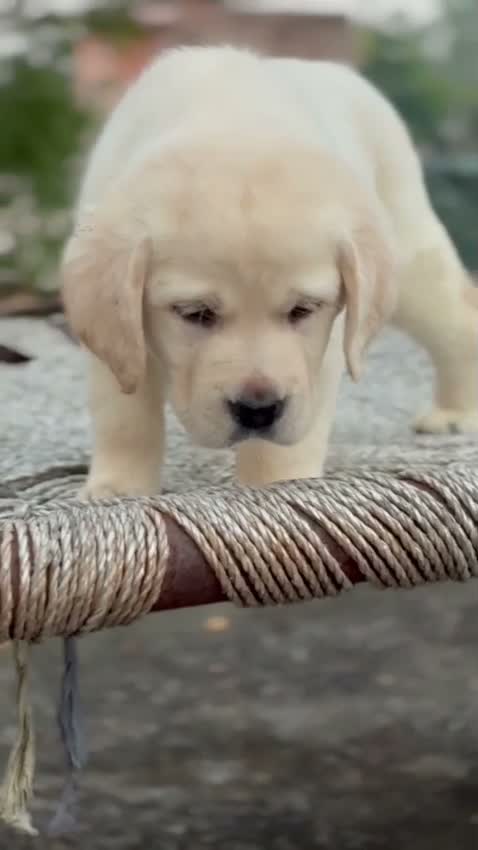 Beagle Black & Tan Puppy, farm video