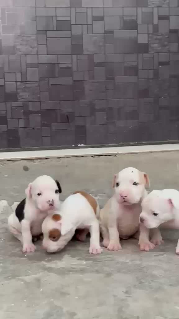 American Bully Pocket Size Puppy, farm video