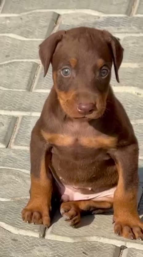 Doberman Pinscher Puppy | Brown & Tan, farm video