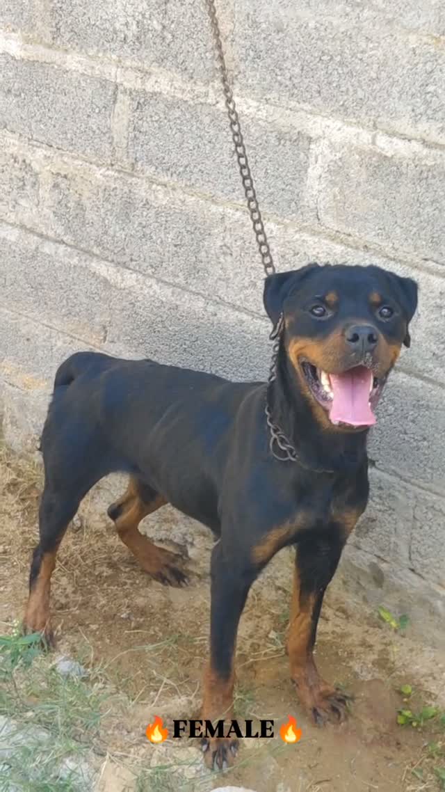 Rottweiler Puppy, farm video