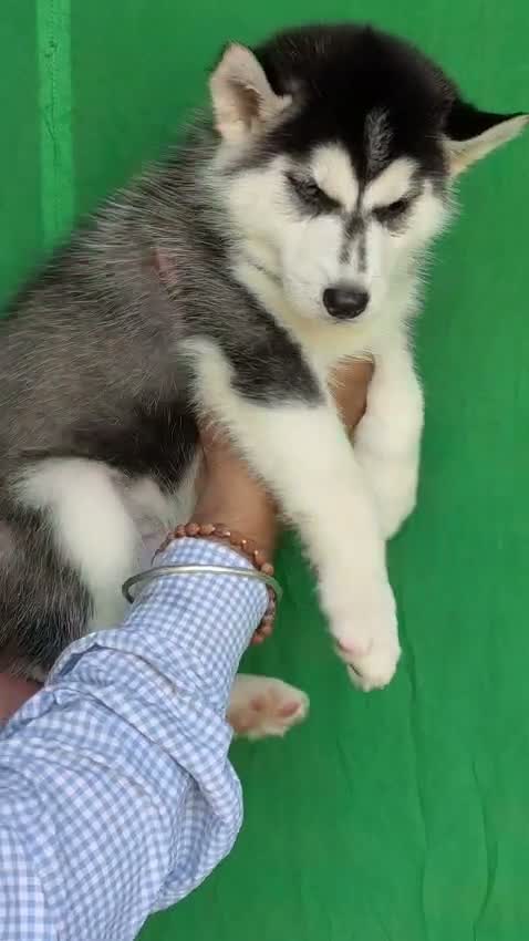 Siberian Husky Puppy | Black & White Color, farm video