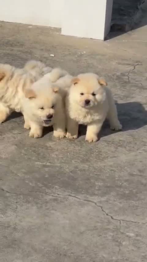 Chow Chow Puppies, farm video