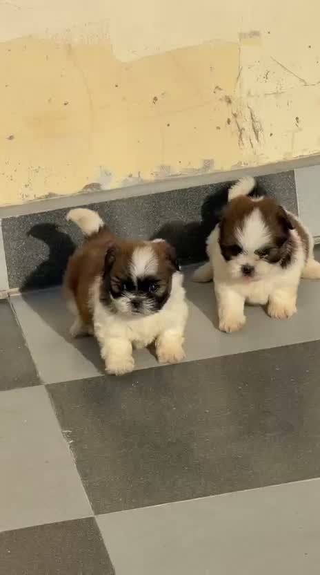 Shih Tzu | Black Color, farm video