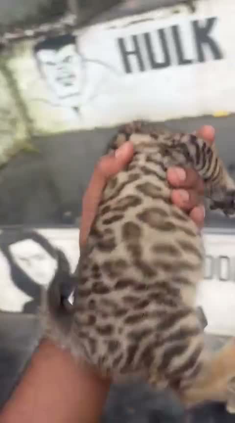 Bengal Kitten, farm video