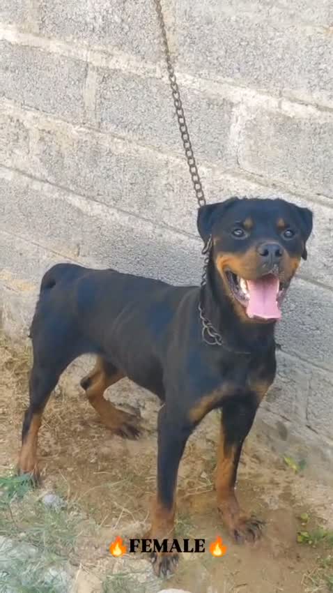 Rottweiler Puppy, farm video