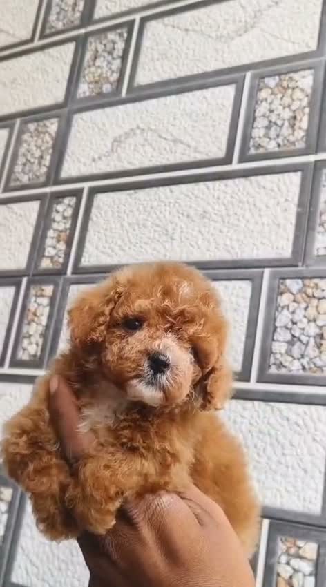 Standard Poodle Puppy, farm video
