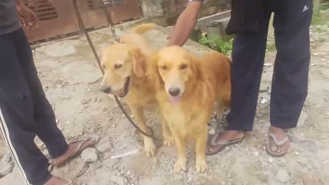 Golden Retriever, farm video