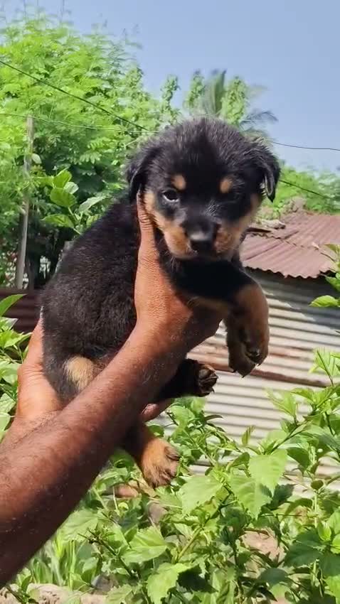 Rottweiler Puppy, farm video