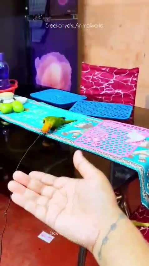 Sun Conure, farm video