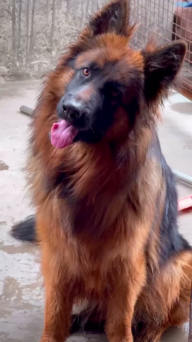 German Shepherd Puppy, farm video