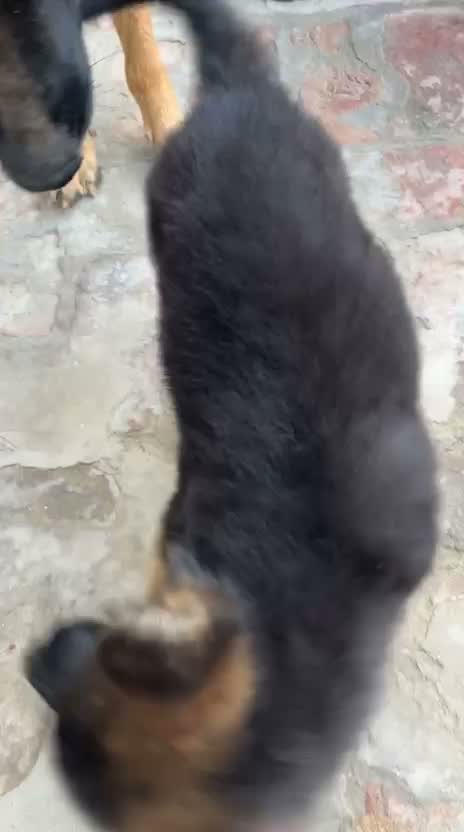 German Shepherd Puppy, farm video