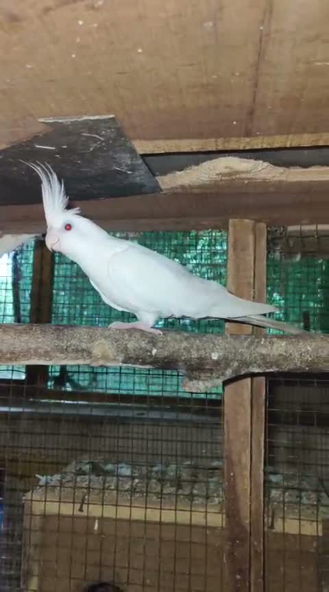 Cockatiel, farm video